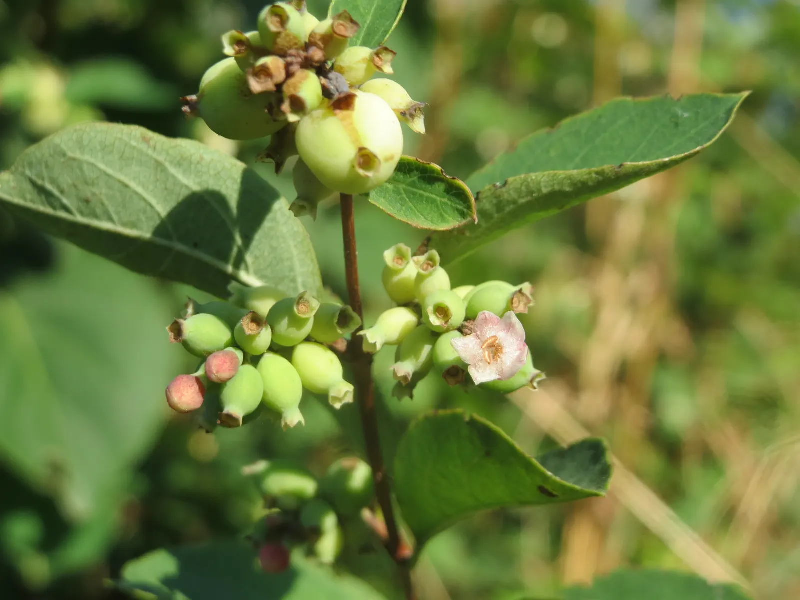 Snowberry (Symphoricarpos Albus) — is an excellent addition to any landscape design for its year-round interest; white berries that appear in late summer and