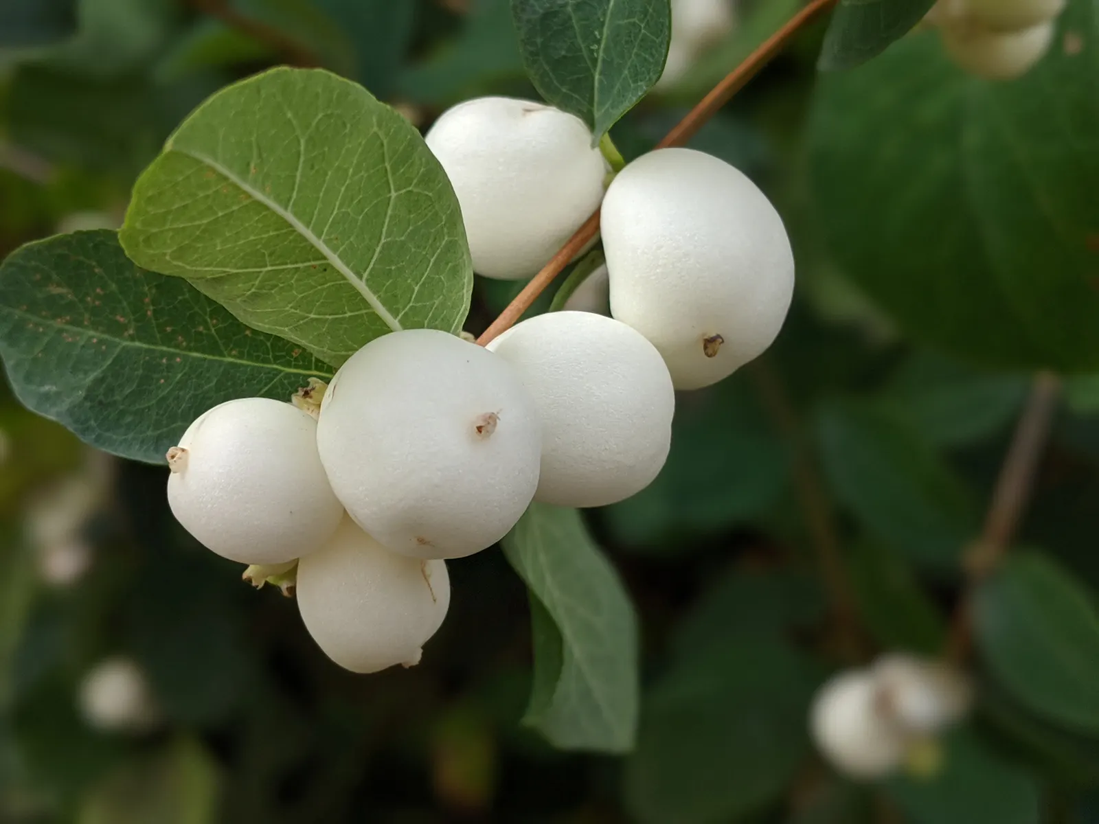 Snowberry (Symphoricarpos Albus) — pinkish-white flowers emerge in the late spring to early summer; pink flowers in the garden