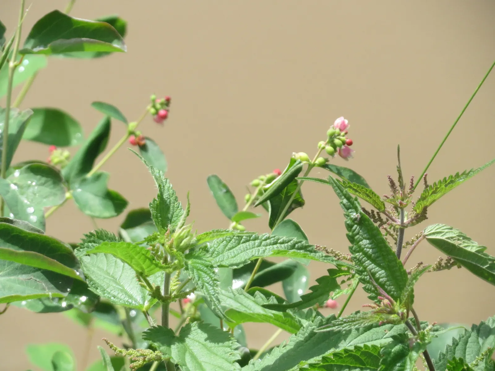 Snowberry (Symphoricarpos Albus) — shrub for full or half or shade; which can be managed through annual pruning if a more formal shape is desired, image 150