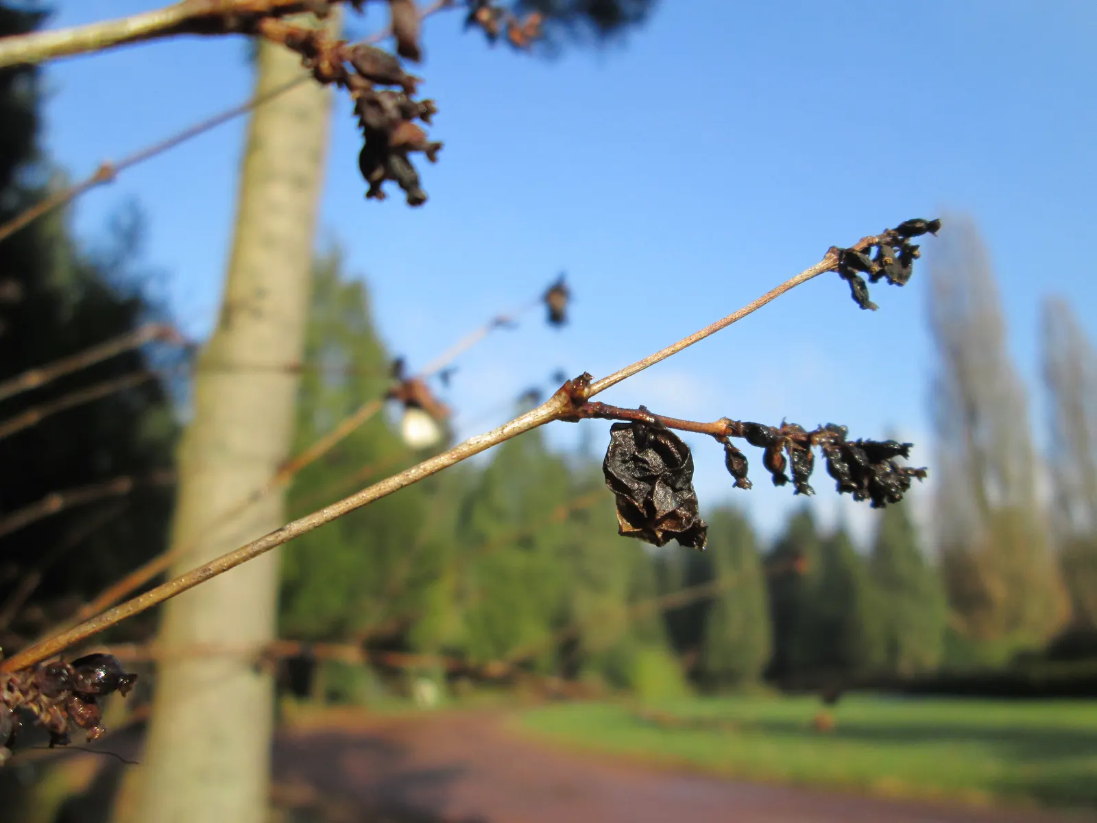 Snowberry (Symphoricarpos Albus) — though it prefers well-drained soils; its ability to stabilize soil also makes it an ally in erosion control, image 111