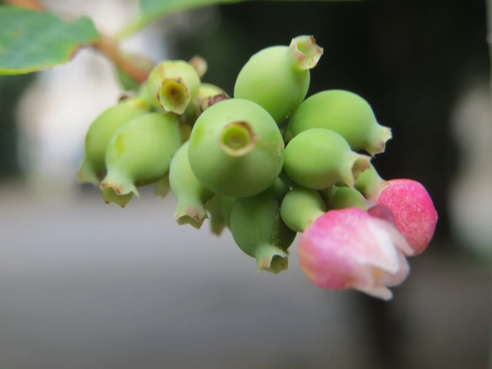 Snowberry (Symphoricarpos Albus) — is an excellent addition to any landscape design for its year-round interest; white berries that appear in late, image 127