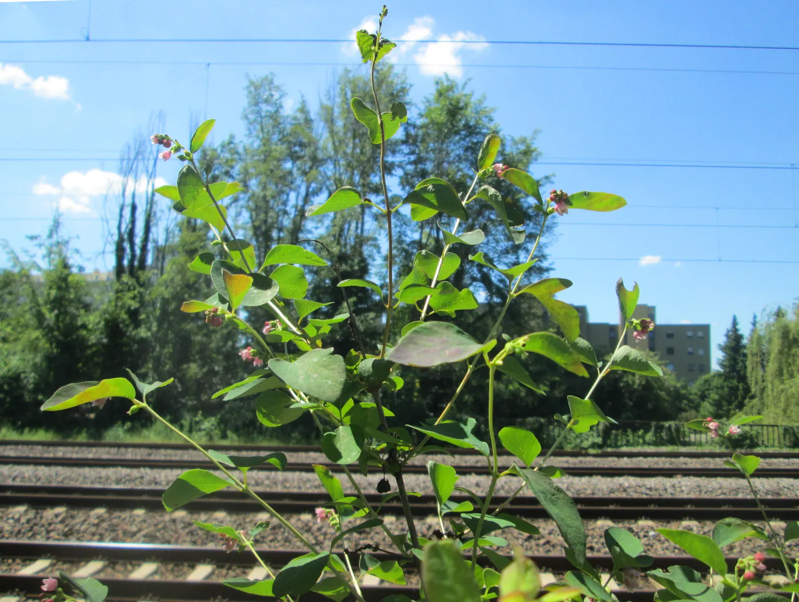 Snowberry (Symphoricarpos Albus) — Its ability to stabilize soil also makes it an ally in erosion control; these flowers are particularly, image 84