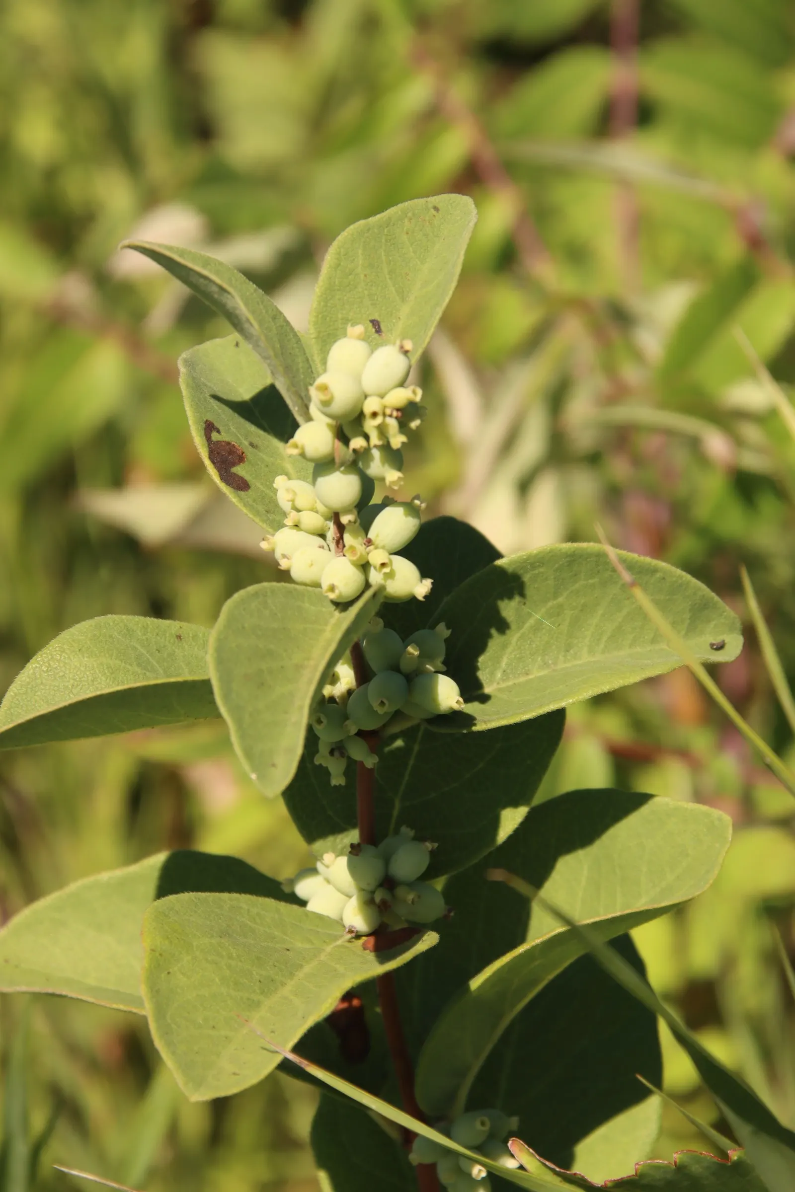 Snowberry (Symphoricarpos Albus) — These flowers are particularly attractive to pollinators; presenting a subtle bluish-green hue that complements, image 135