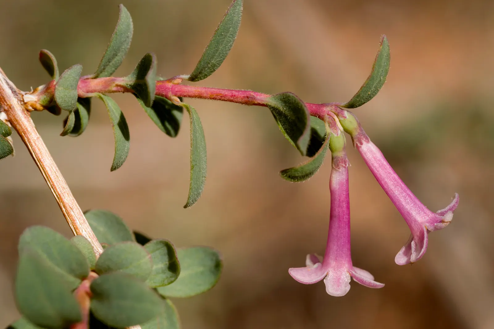 Snowberry (Symphoricarpos Albus) — Growing to an average height of 3 to 5 feet with a similar spread