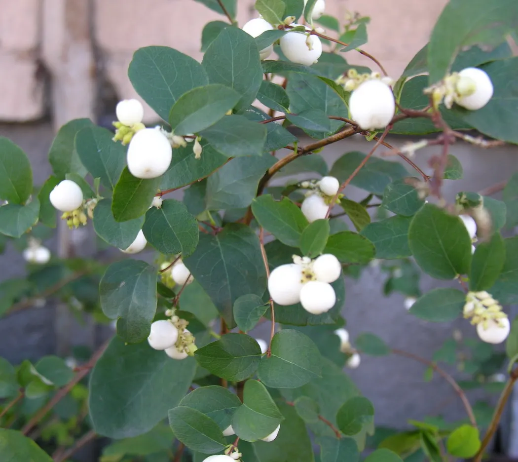 Snowberry (Symphoricarpos Albus) — Adaptable to various soils, it prefers partial shade to full sun; when designing with the Snowberry, image 154