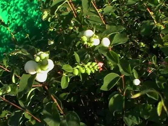 Snowberry (Symphoricarpos Albus) — providing a soft contrast against its foliage; excelling in erosion control and as wildlife habitat, it's a, image 104