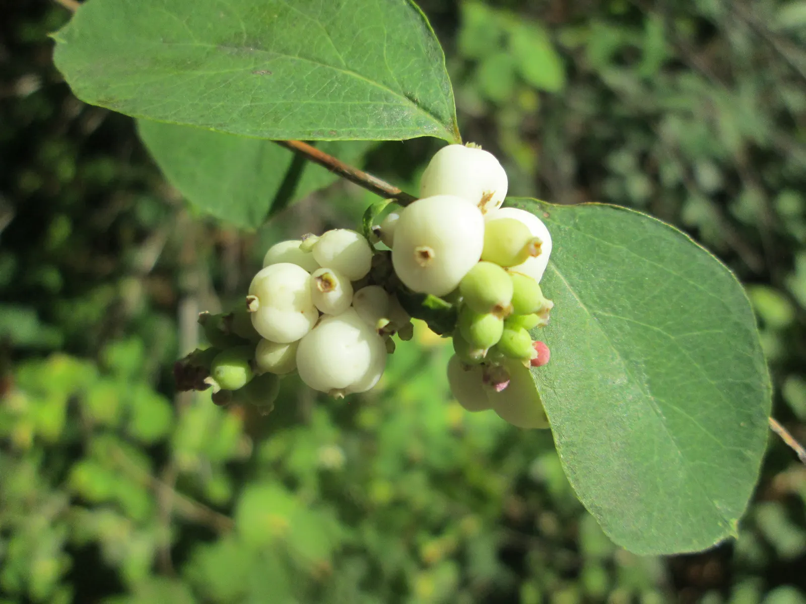 Snowberry (Symphoricarpos Albus) — though it prefers well-drained soils; its ability to stabilize soil also makes it an ally in erosion control