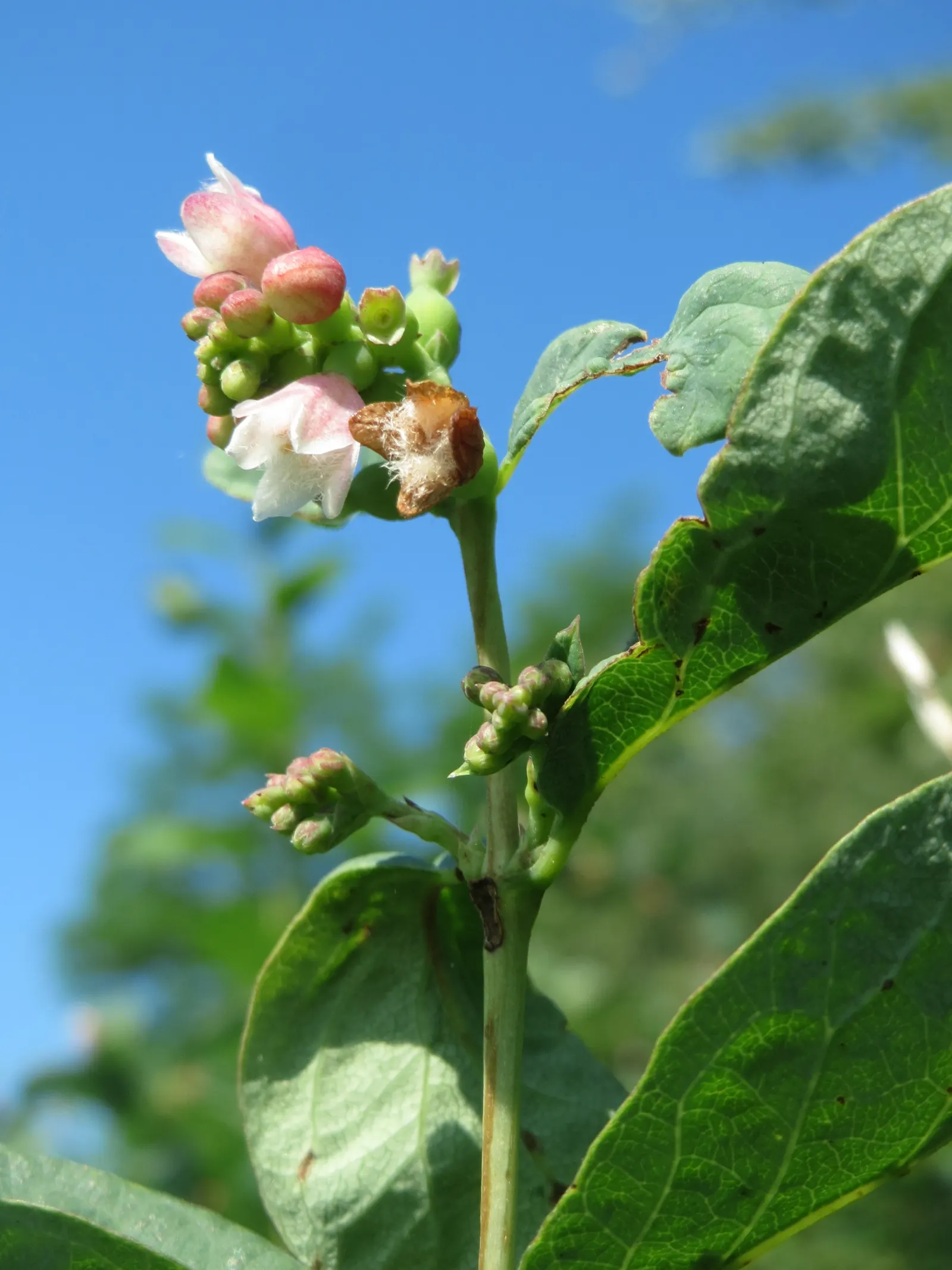 Snowberry (Symphoricarpos Albus) — with a mature height of 3-6 ft and spread of 4-5 ft; roughly 1 to 2 inches long, image 92