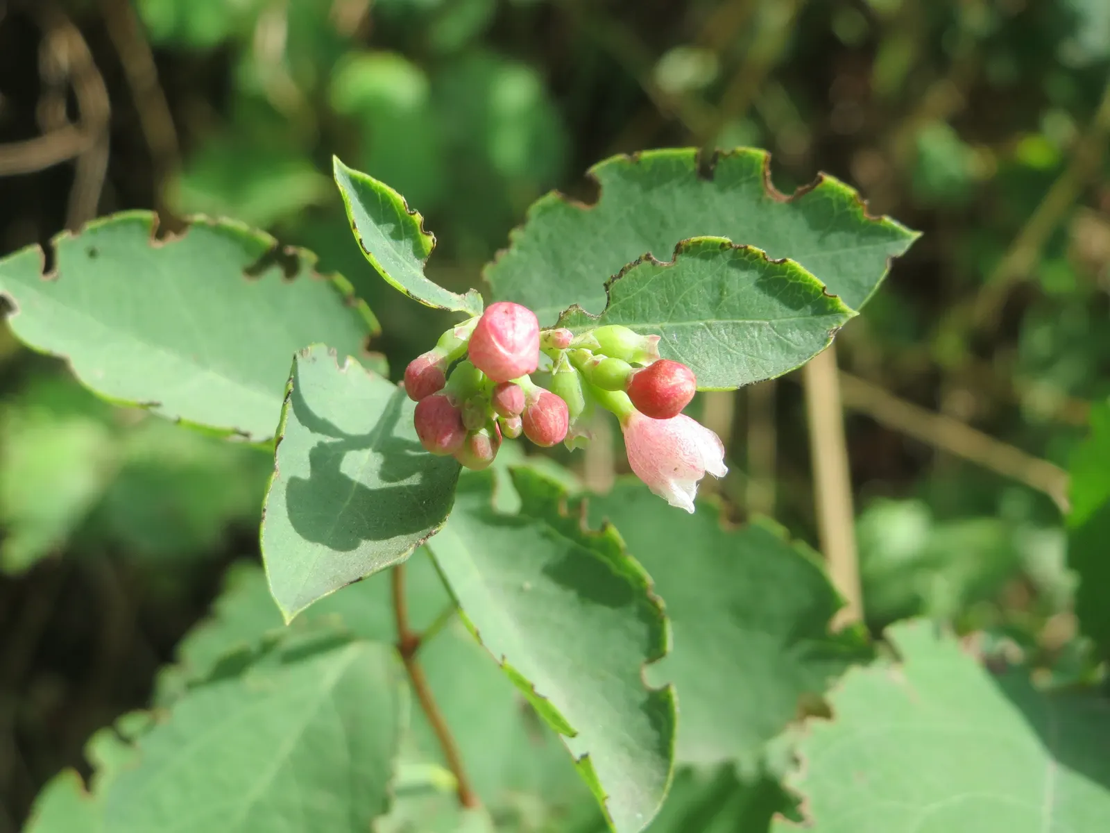 Snowberry (Symphoricarpos Albus) — white berries that appear in late summer and persist through the winter; creating a whimsical snow-like effect, image 76