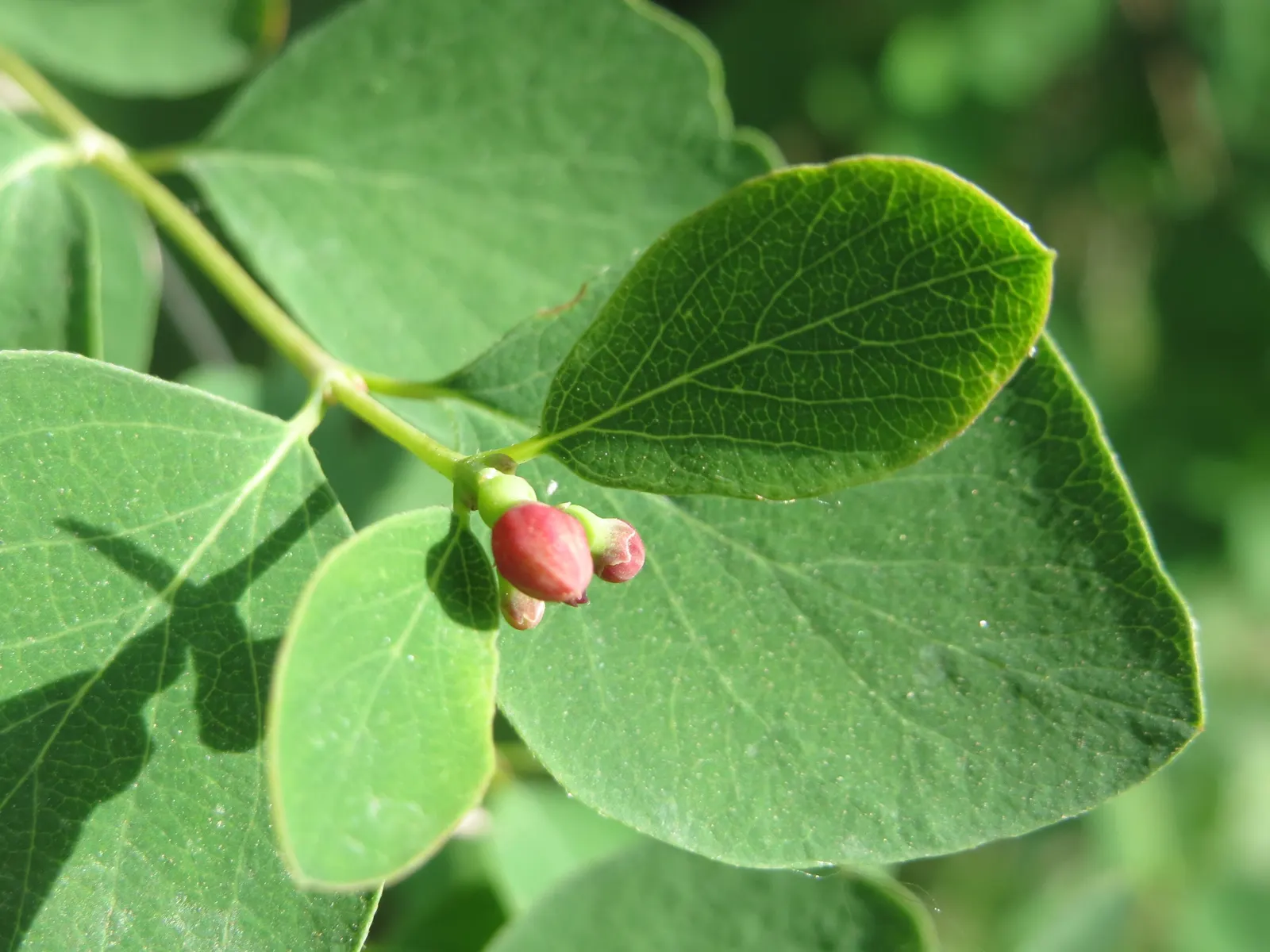 Snowberry (Symphoricarpos Albus) — These flowers are particularly attractive to pollinators; presenting a subtle bluish-green hue that complements, image 105