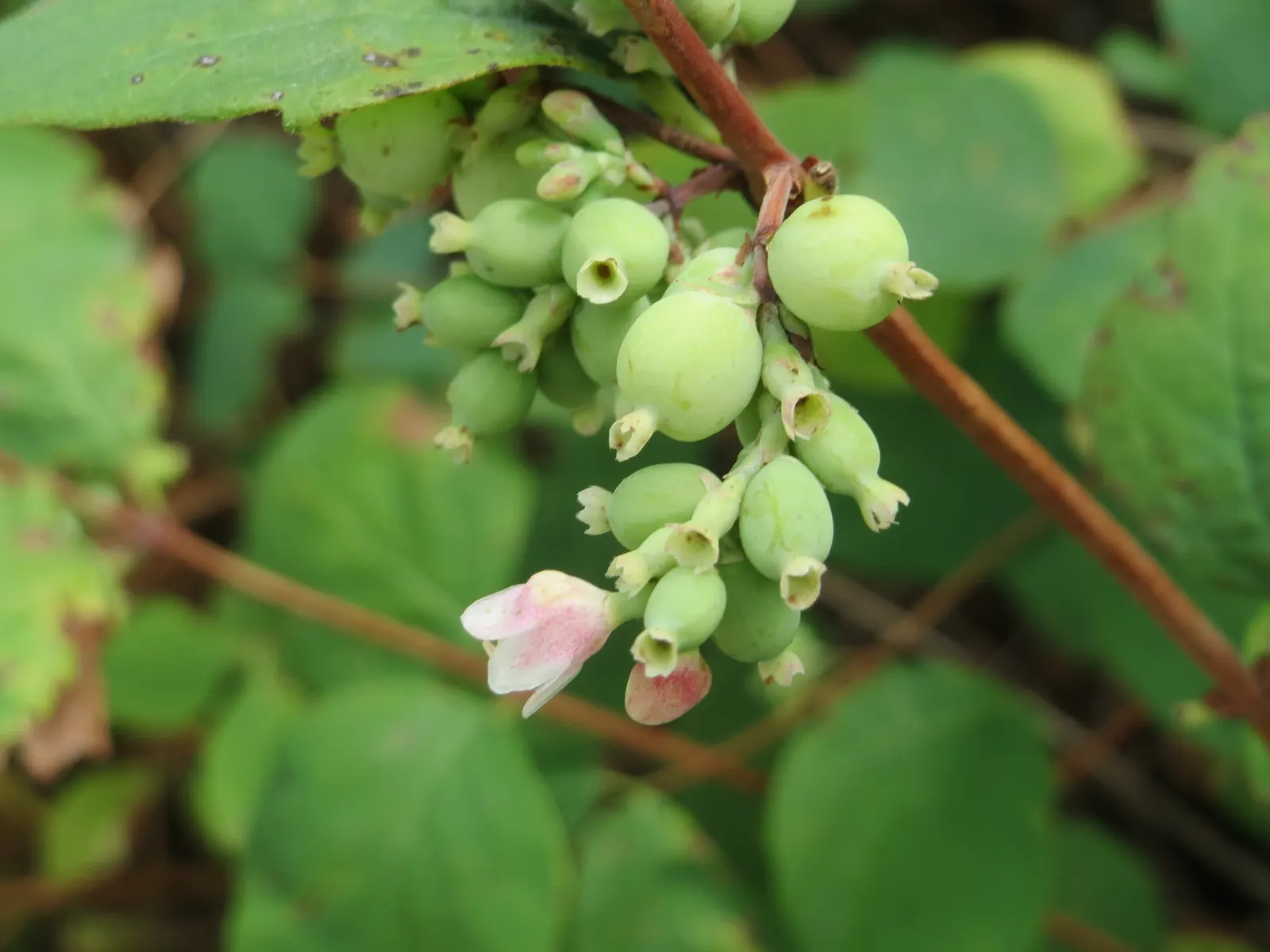 Snowberry (Symphoricarpos Albus) — shrub for full or half or shade; which can be managed through annual pruning if a more formal shape is desired, image 120