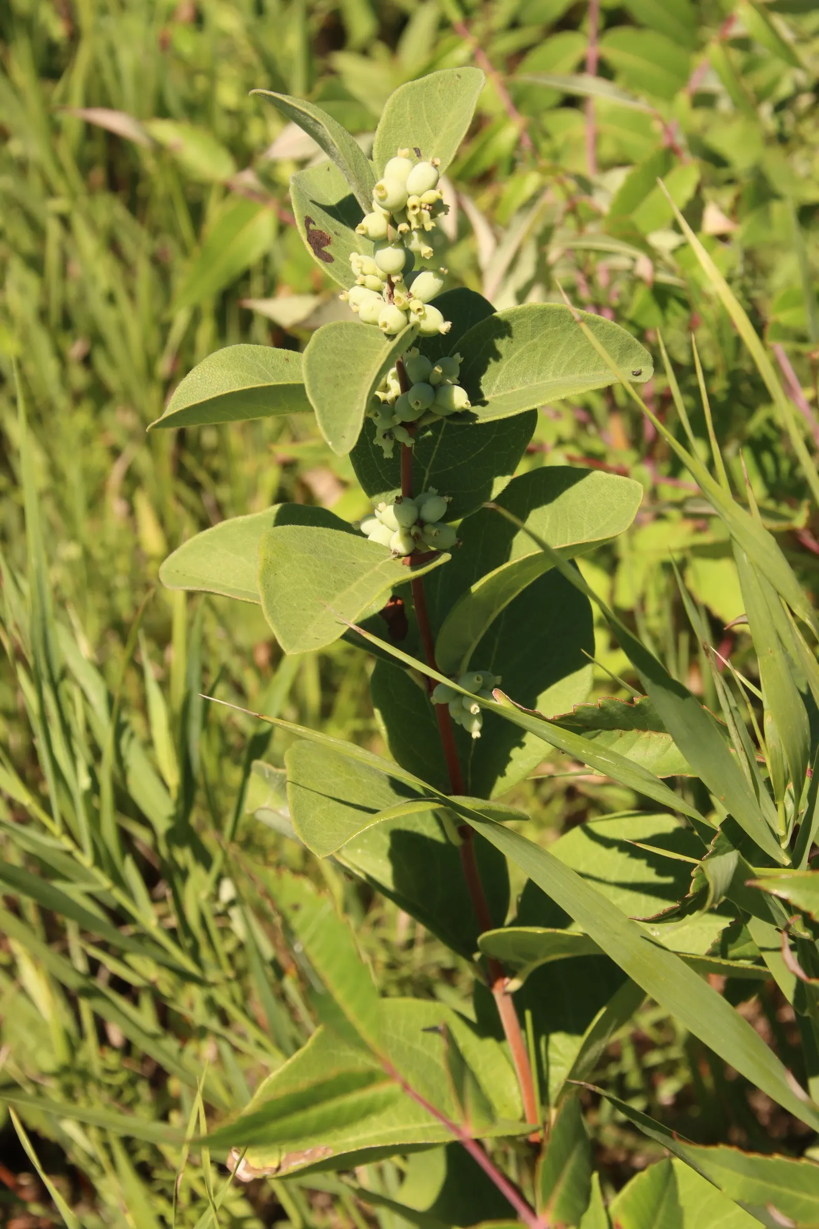 Snowberry (Symphoricarpos Albus) — pink flowers in the garden; pinkish-white flowers emerge in the late spring to early summer, image 118