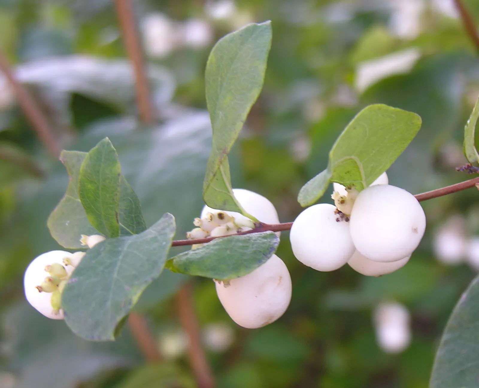 Snowberry (Symphoricarpos Albus) — though it prefers well-drained soils; its ability to stabilize soil also makes it an ally in erosion control, image 141