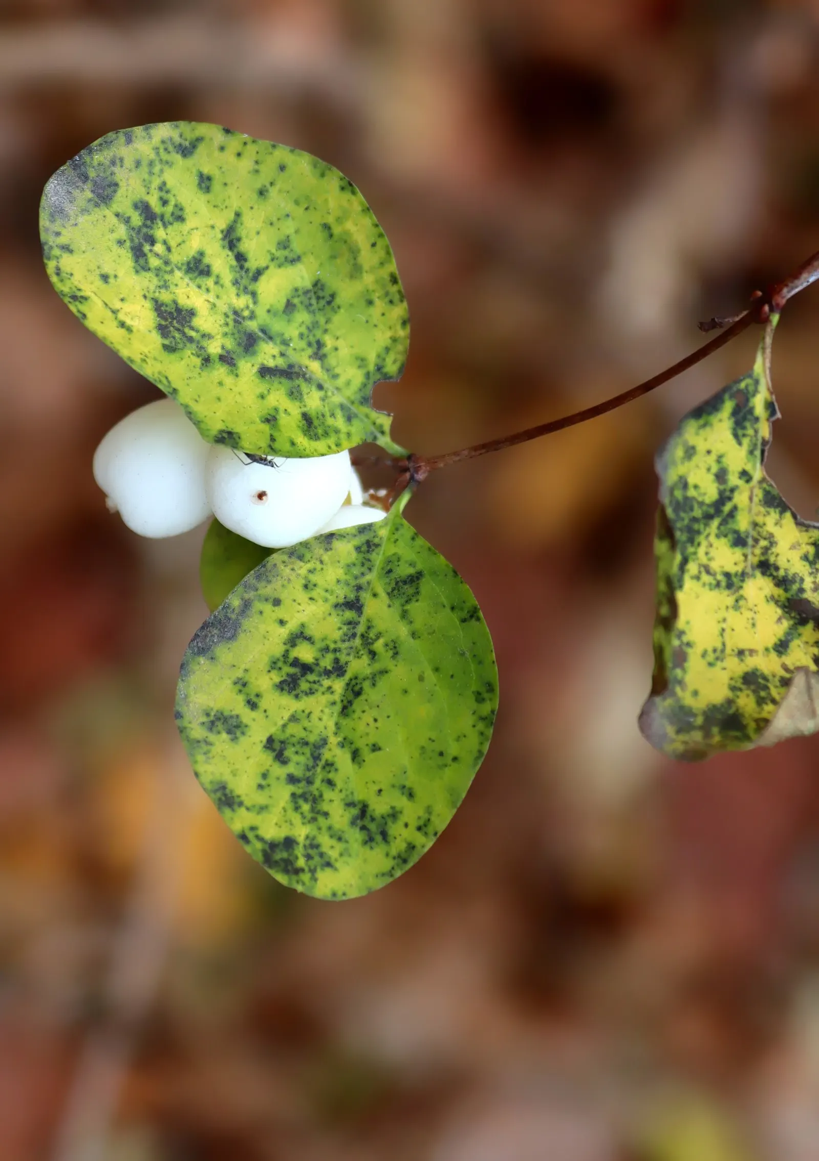 Snowberry (Symphoricarpos Albus) — creating a whimsical snow-like effect amid the barren winter landscape.<br><br>Hardy in USDA zones 3 to 7
