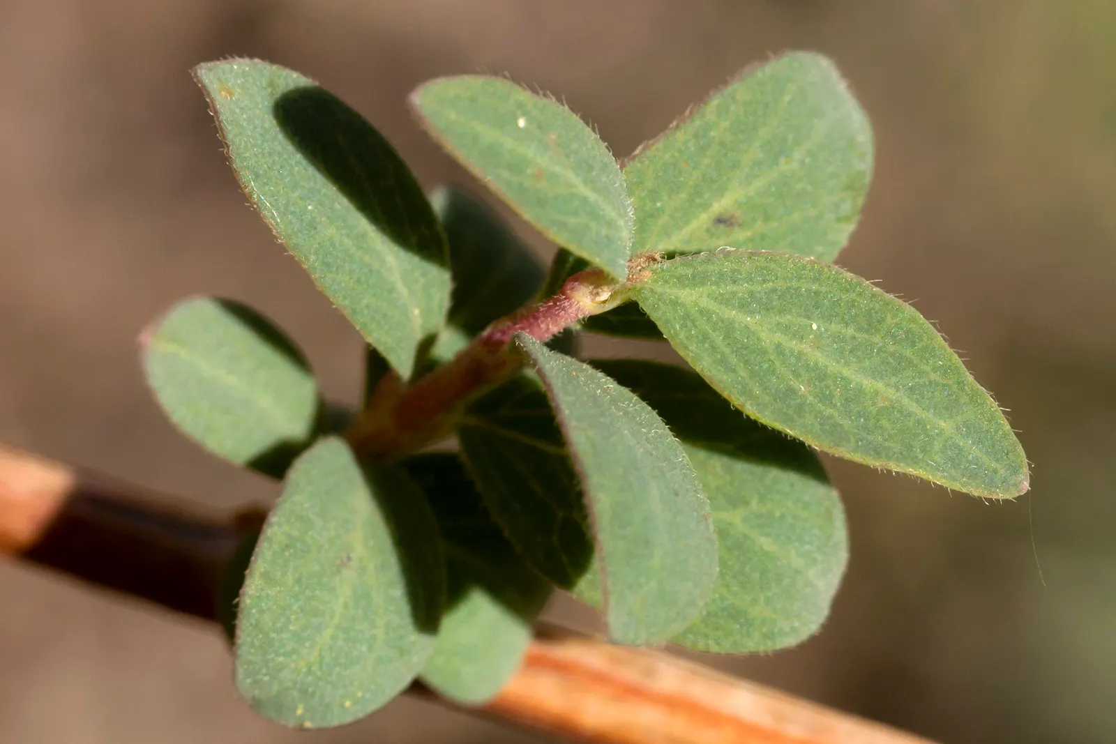 Snowberry (Symphoricarpos Albus) — providing a soft contrast against its foliage; excelling in erosion control and as wildlife habitat, it's a low-maintenance