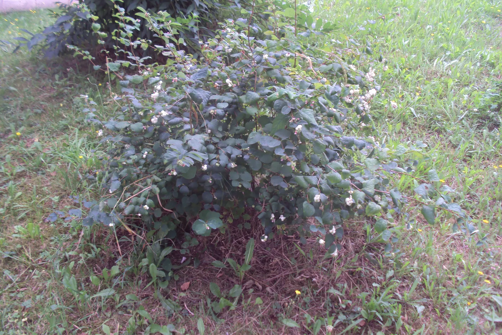 Snowberry (Symphoricarpos Albus) — consider its suckering habit; shrub with pink blooms, image 86