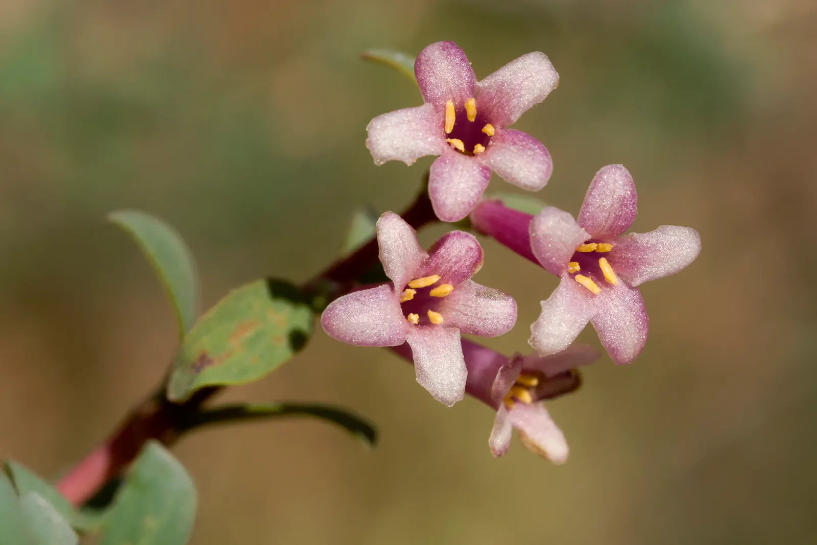 Snowberry (Symphoricarpos Albus) — shrub for full or half or shade