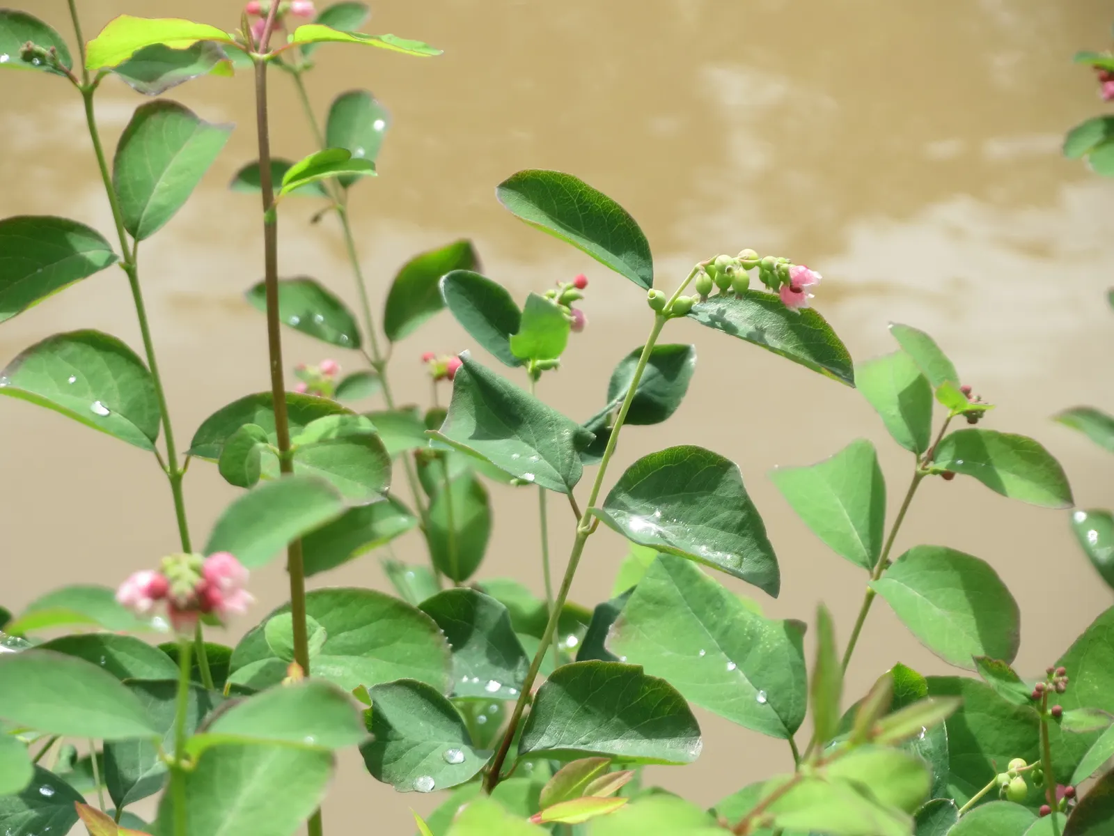 Snowberry (Symphoricarpos Albus) — Adaptable to various soils, it prefers partial shade to full sun; when designing with the Snowberry, image 124