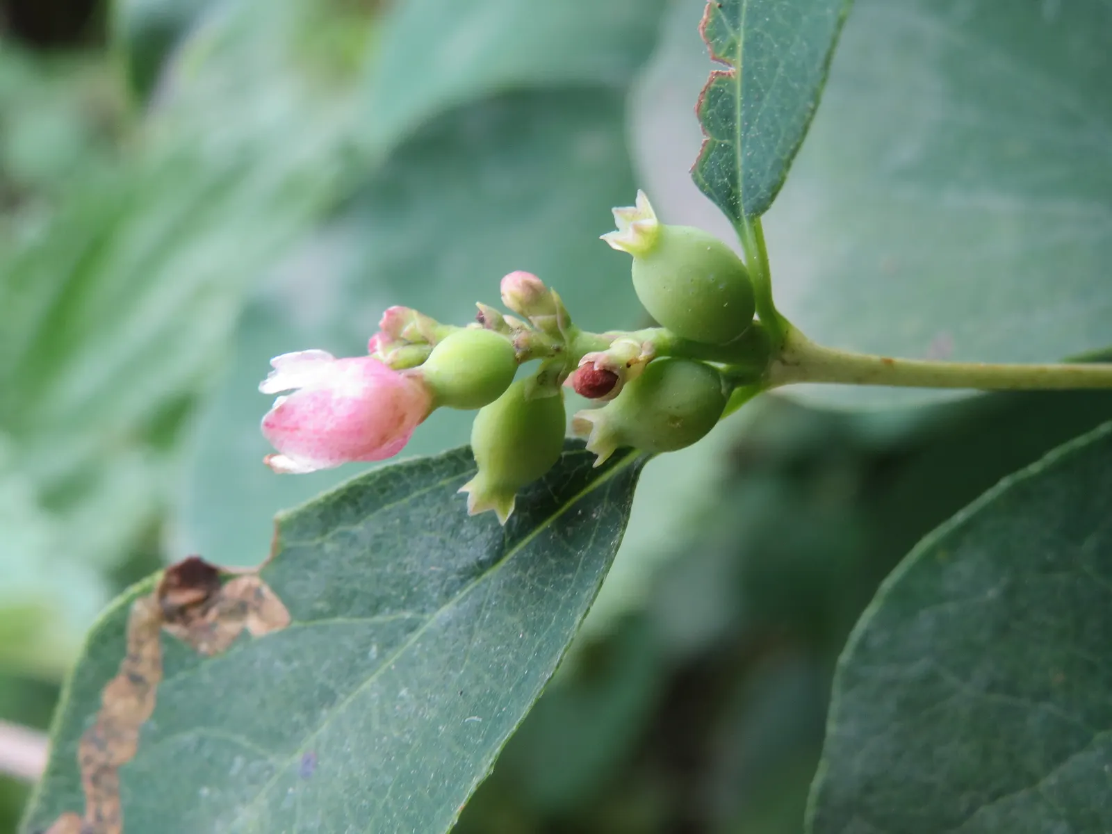 Snowberry (Symphoricarpos Albus) — It features small pink flowers in summer and distinctive white berries in fall, persisting into winter; these, image 93