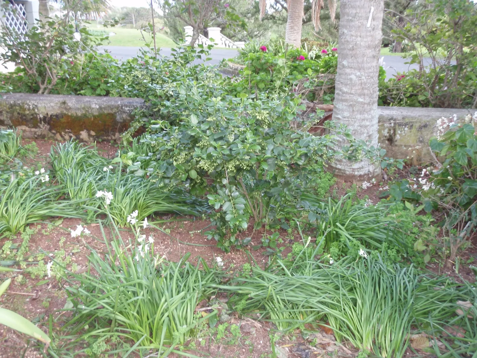 Snowberry (Symphoricarpos Albus) — with a mature height of 3-6 ft and spread of 4-5 ft; roughly 1 to 2 inches long