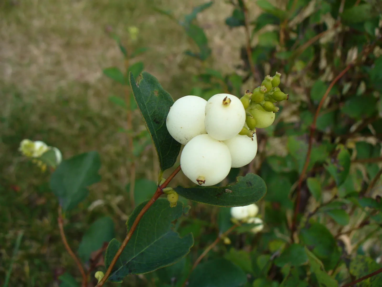 Snowberry (Symphoricarpos Albus) — These berries are roughly 0.5 to 0.75 inches in diameter and are clustered along the arching stems; it features, image 108