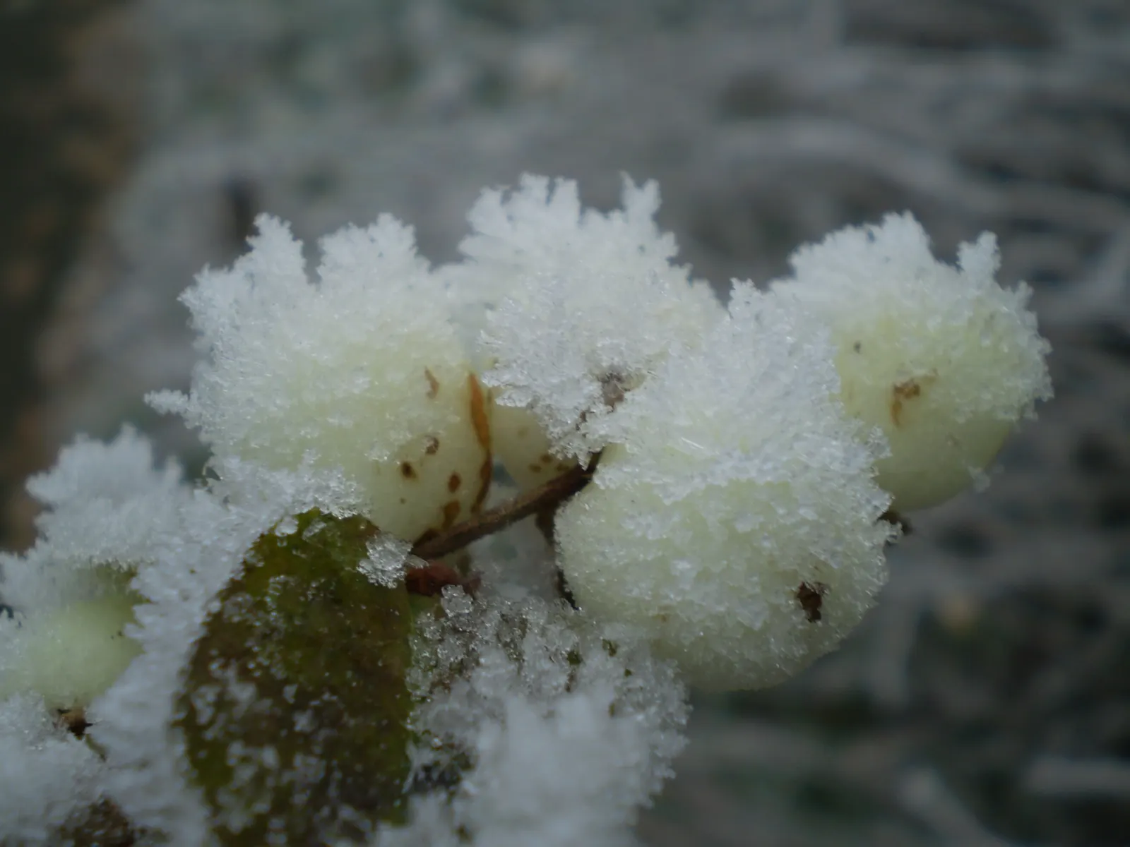 Snowberry (Symphoricarpos Albus) — roughly 1 to 2 inches long