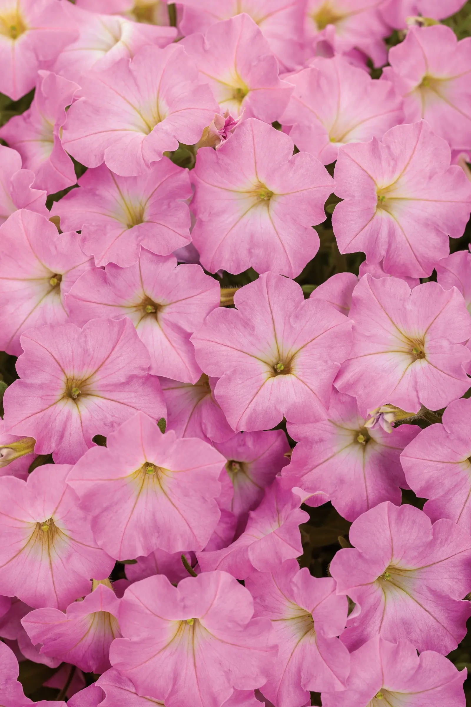 Pink Cloud® Petunia — is a mounding-trailing annual with ruffled cotton-candy pink flowers and a bright white throat