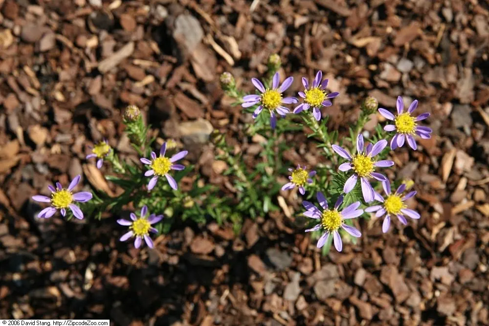 Stiff Aster (Ionactis linariifolius) — Stiff Aster (Aster linariifolius) offers vibrant late-season blooms with narrow, lance-shaped leaves