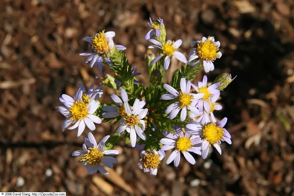 Stiff Aster (Ionactis linariifolius) — reaching up to 2 feet tall with a similar spread