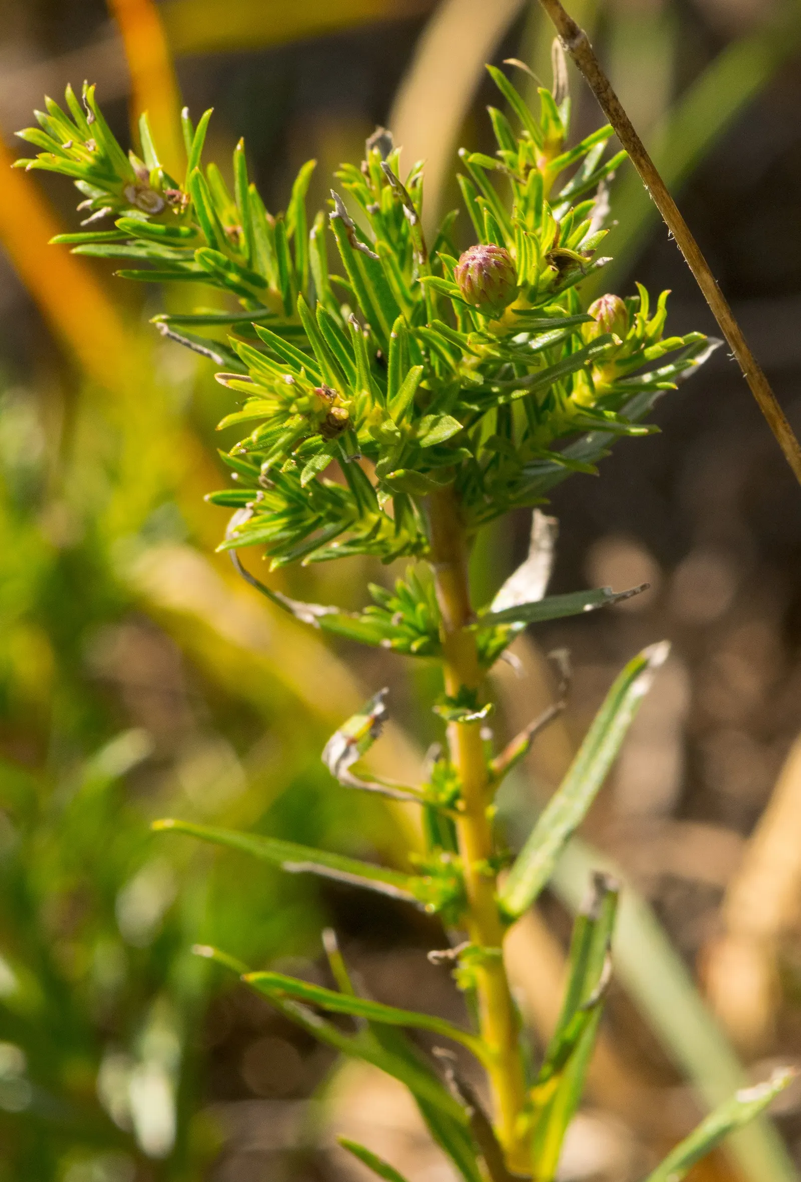 Stiff Aster (Ionactis linariifolius) — such as butterflies and bees