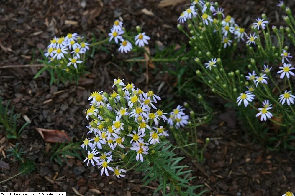 Stiff Aster (Ionactis linariifolius) — Notable for its dense clusters of purple flowers with yellow centers