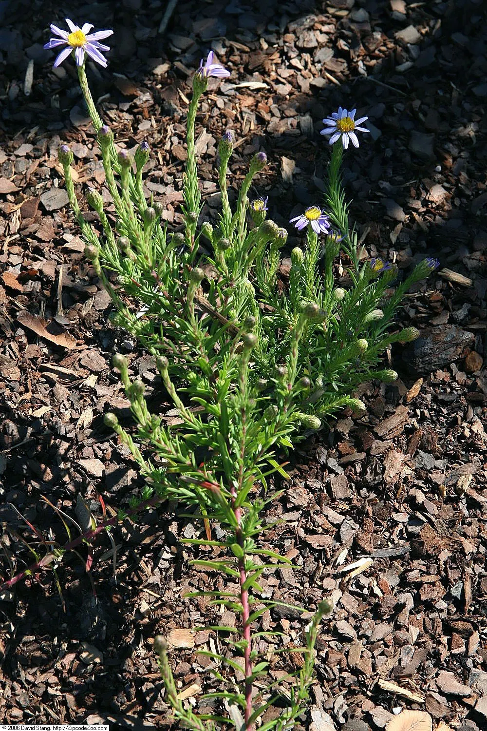Stiff Aster (Ionactis linariifolius) — This perennial adapts well to full sun and well-drained soils