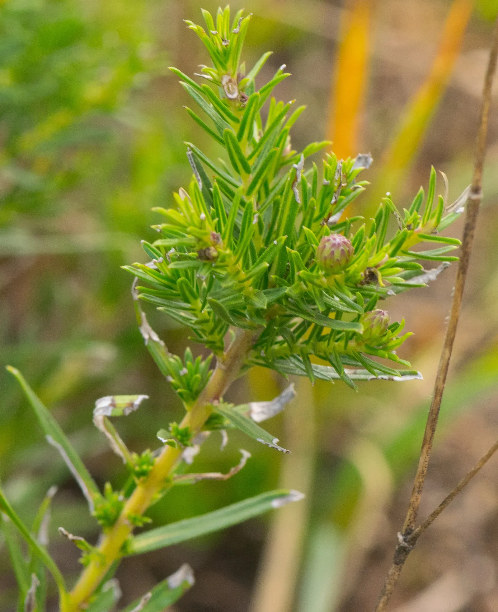 Stiff Aster (Ionactis linariifolius) — providing an ecologically beneficial aspect to your garden.<br><br>For optimal growth