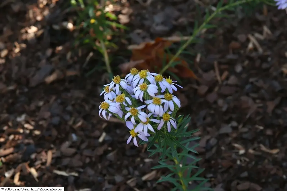 Stiff Aster (Ionactis linariifolius) — it's an excellent source of fall color and attracts butterflies
