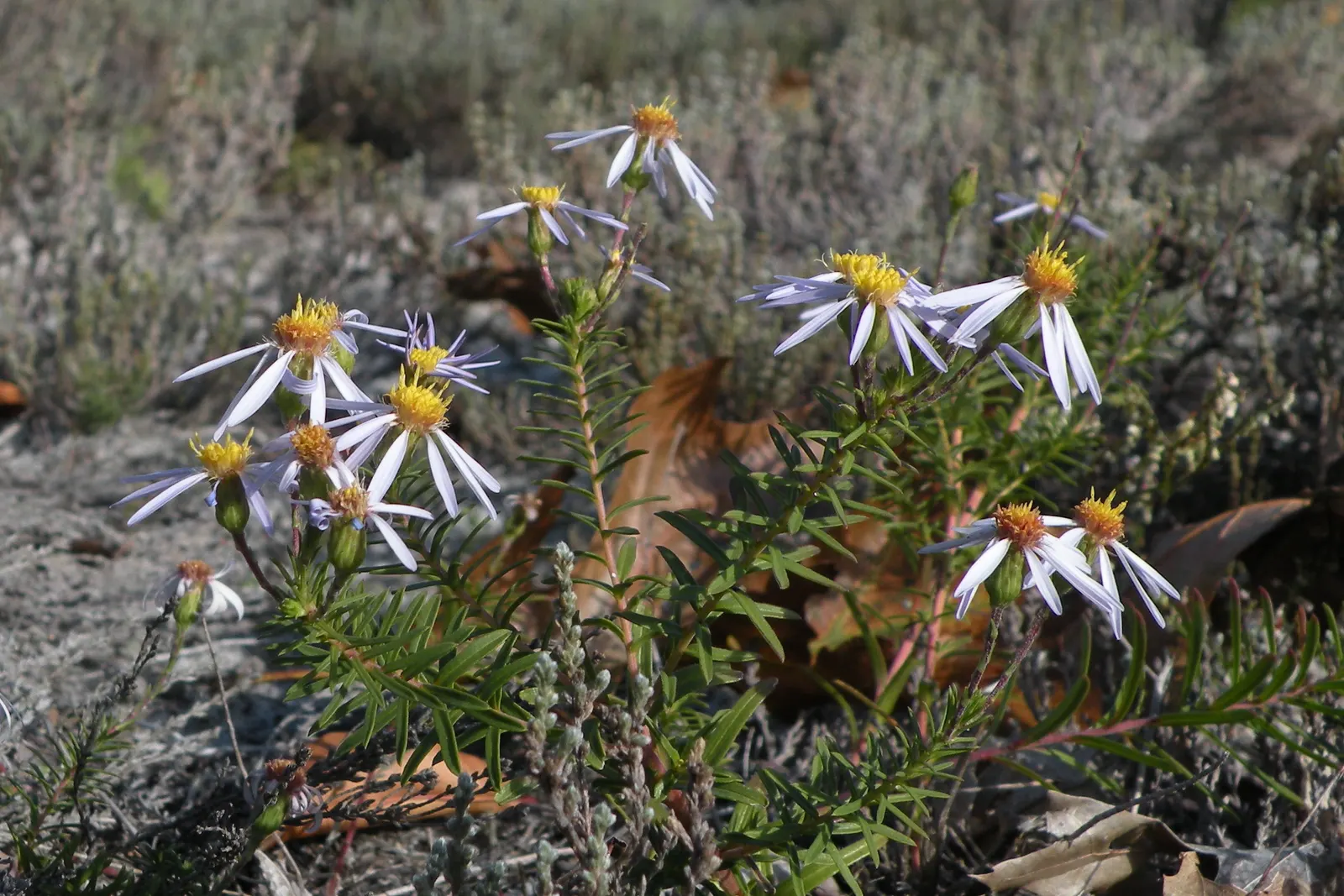Stiff Aster (Ionactis linariifolius) — Its narrow, linear leaves, growing up to 4 inches long, adorn the plant's rigid stems, hence the name 'Stiff'