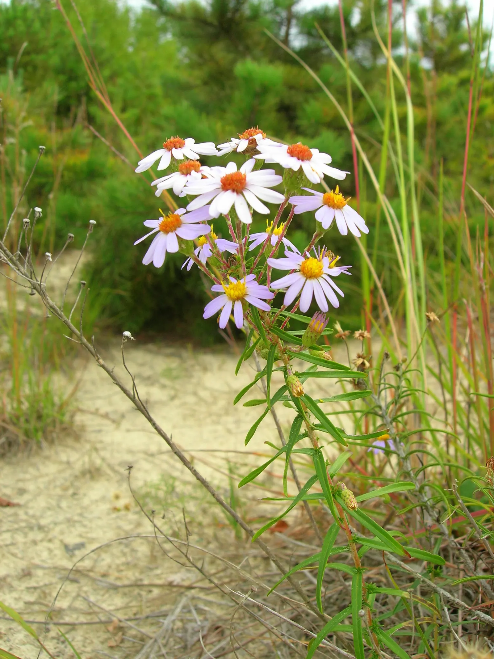 Stiff Aster (Ionactis linariifolius) — scientifically known as Aster linariifolius
