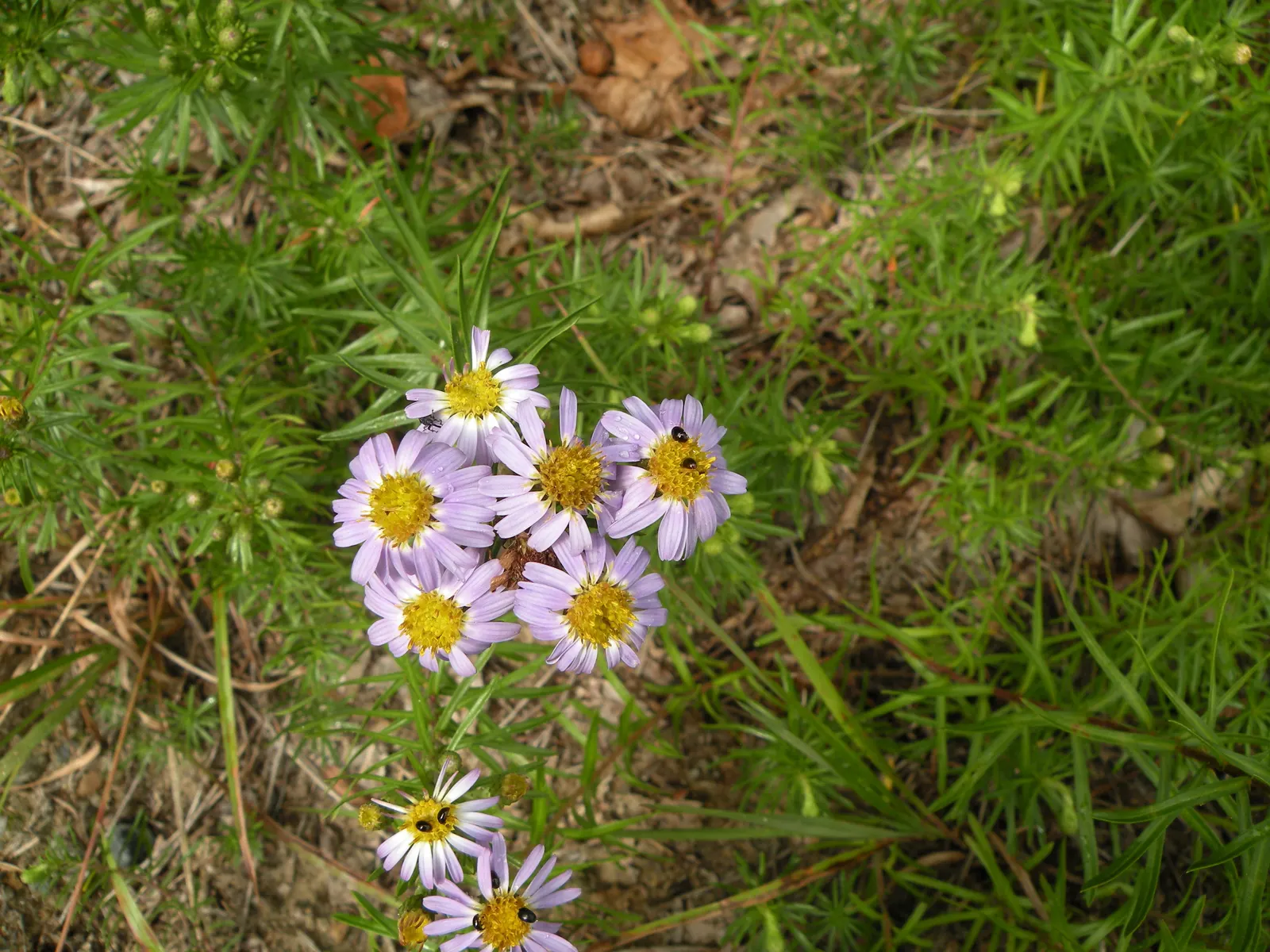 Stiff Aster (Ionactis linariifolius) — This aster thrives in USDA hardiness zones 3 through 8 and prefers full to partial sun exposure