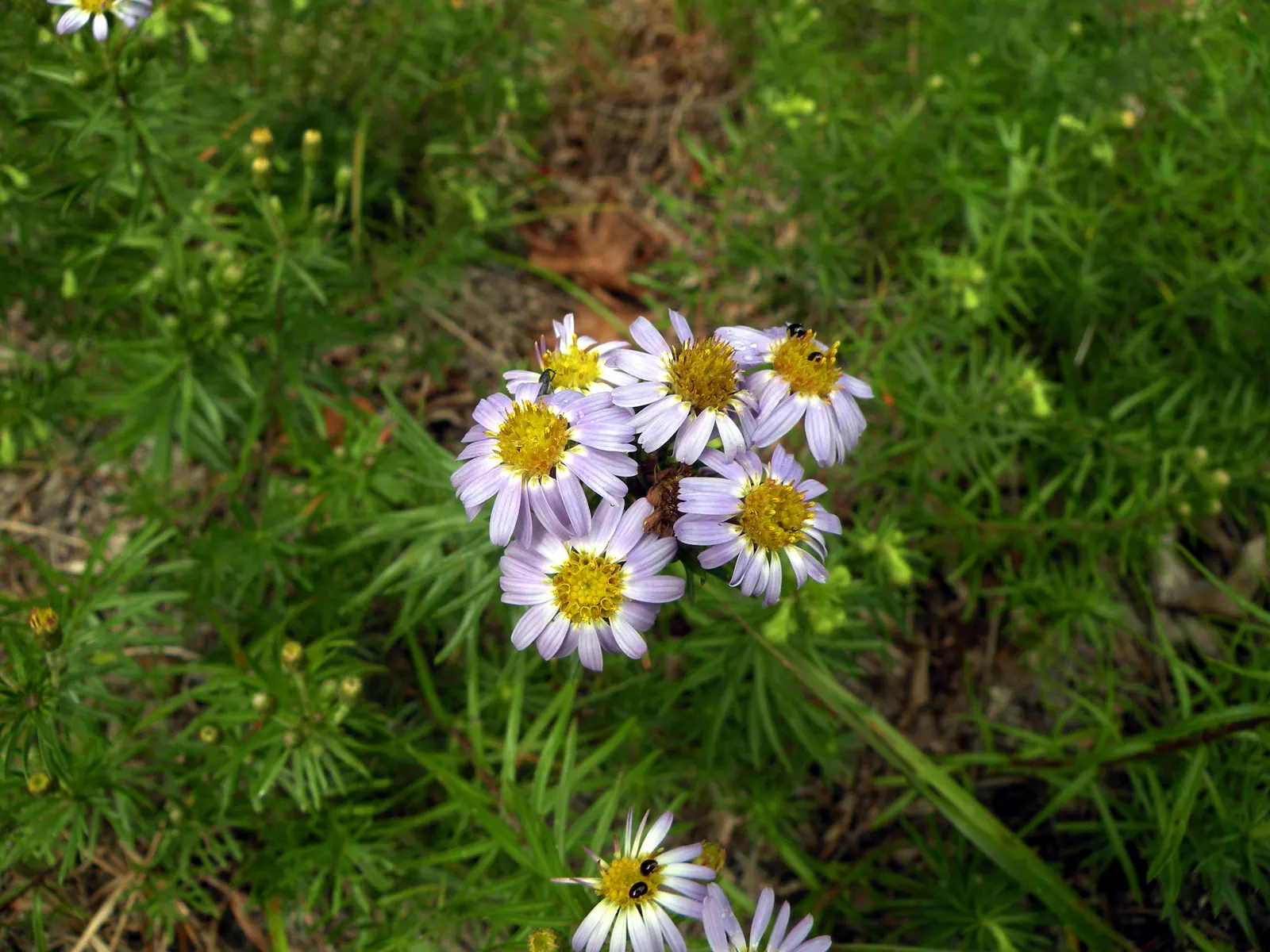 Stiff Aster (Ionactis linariifolius) — which allows it to fit neatly into borders or small garden spaces