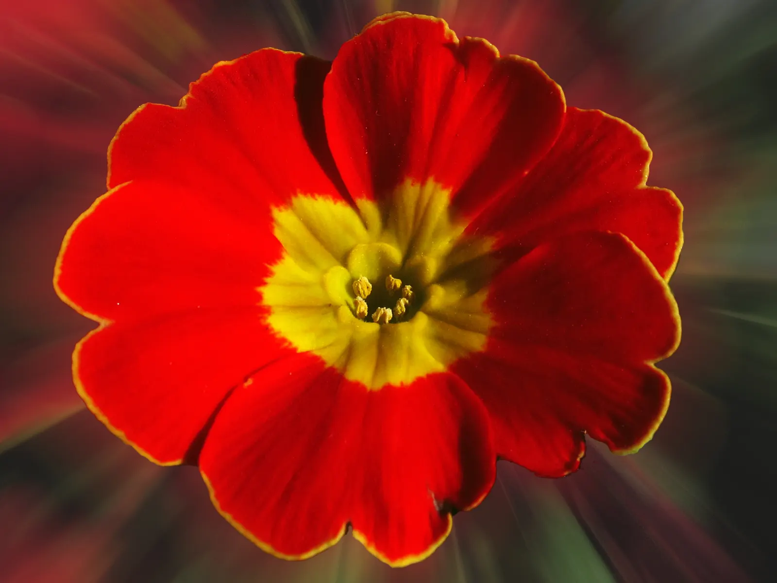 Fairy Or Baby Primrose (Primula Malacoides) — especially in warmer climates