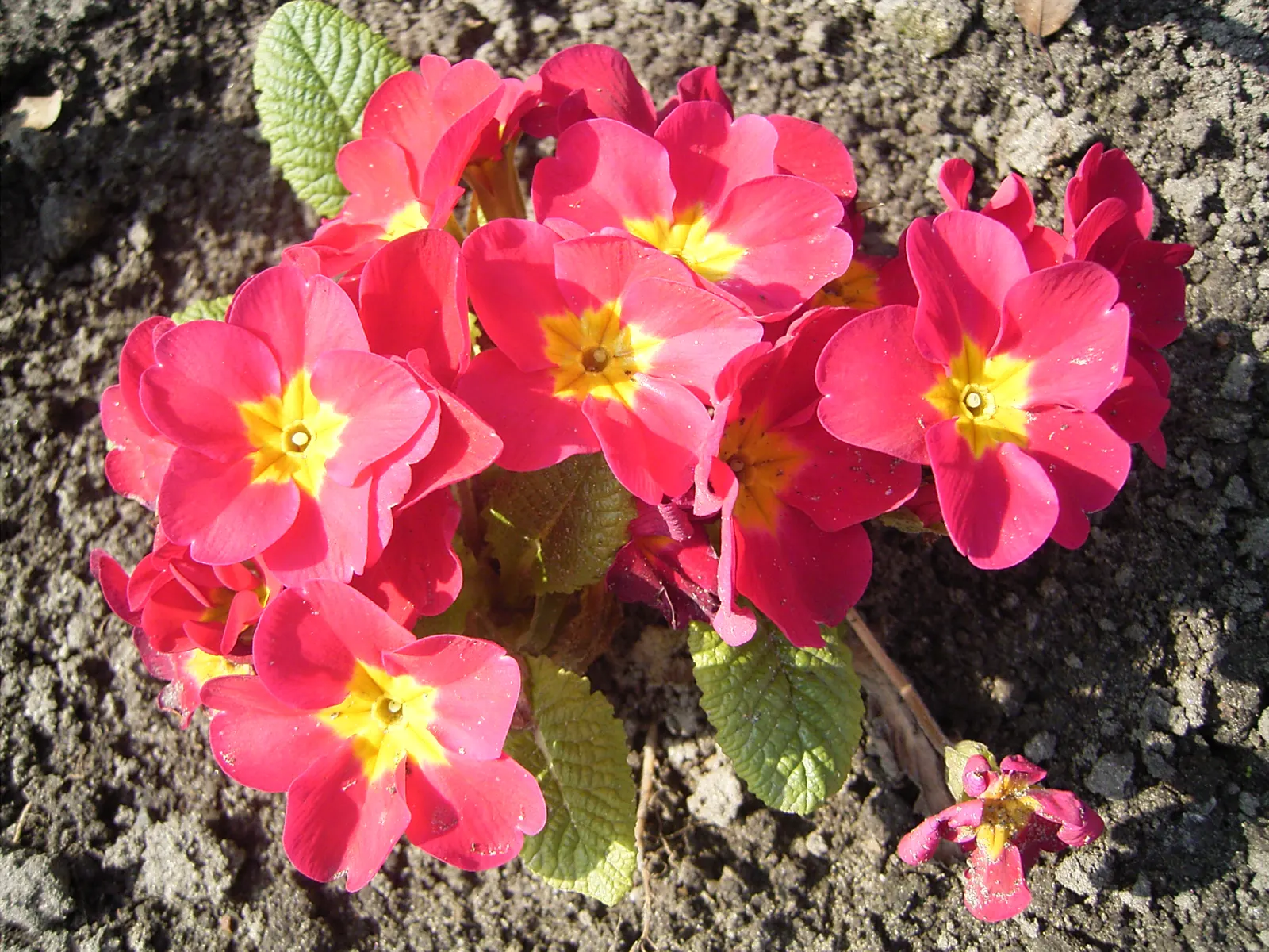 Fairy Or Baby Primrose (Primula Malacoides) — Primula malacoides, known as Fairy or Baby Primrose, is a delicate perennial reaching 10-12 inches in, image 29