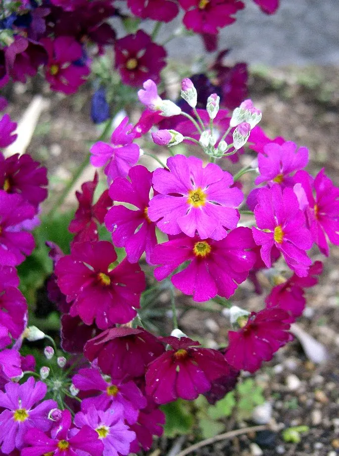 Fairy Or Baby Primrose (Primula Malacoides) — It displays layered tiers of dainty flowers