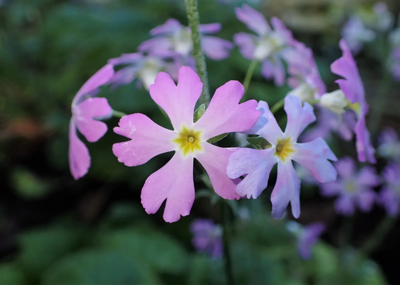 Fairy Or Baby Primrose (Primula Malacoides) — With its enchanting flowers and lush foliage