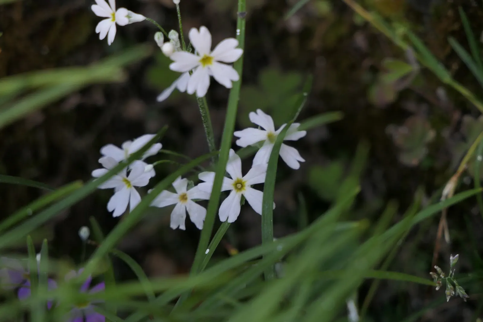 Fairy Or Baby Primrose (Primula Malacoides) — the Fairy Primrose is an excellent choice for border fronts; or as an understory plant in light woodland settings