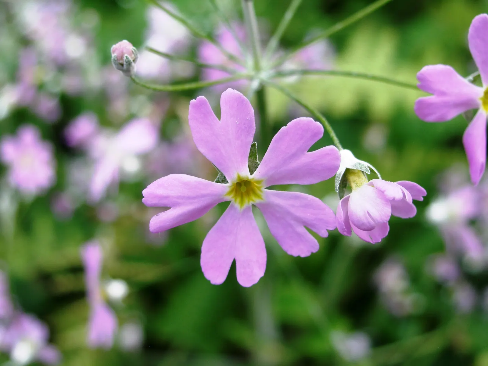Fairy Or Baby Primrose (Primula Malacoides) — It thrives in cooler temperatures and should be protected from hot afternoon sun