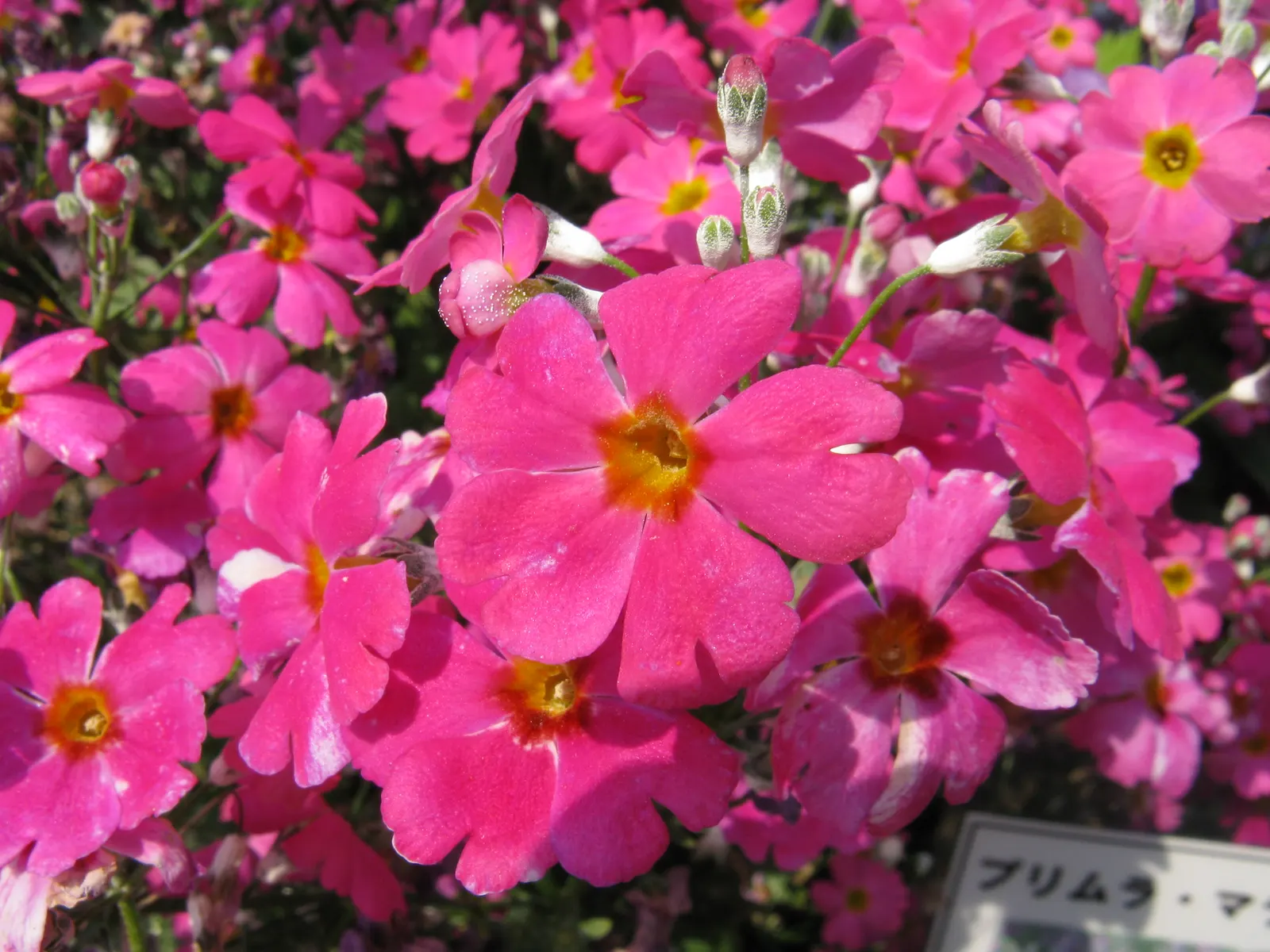 Fairy Or Baby Primrose (Primula Malacoides) — Native to the cool highlands of Yunnan