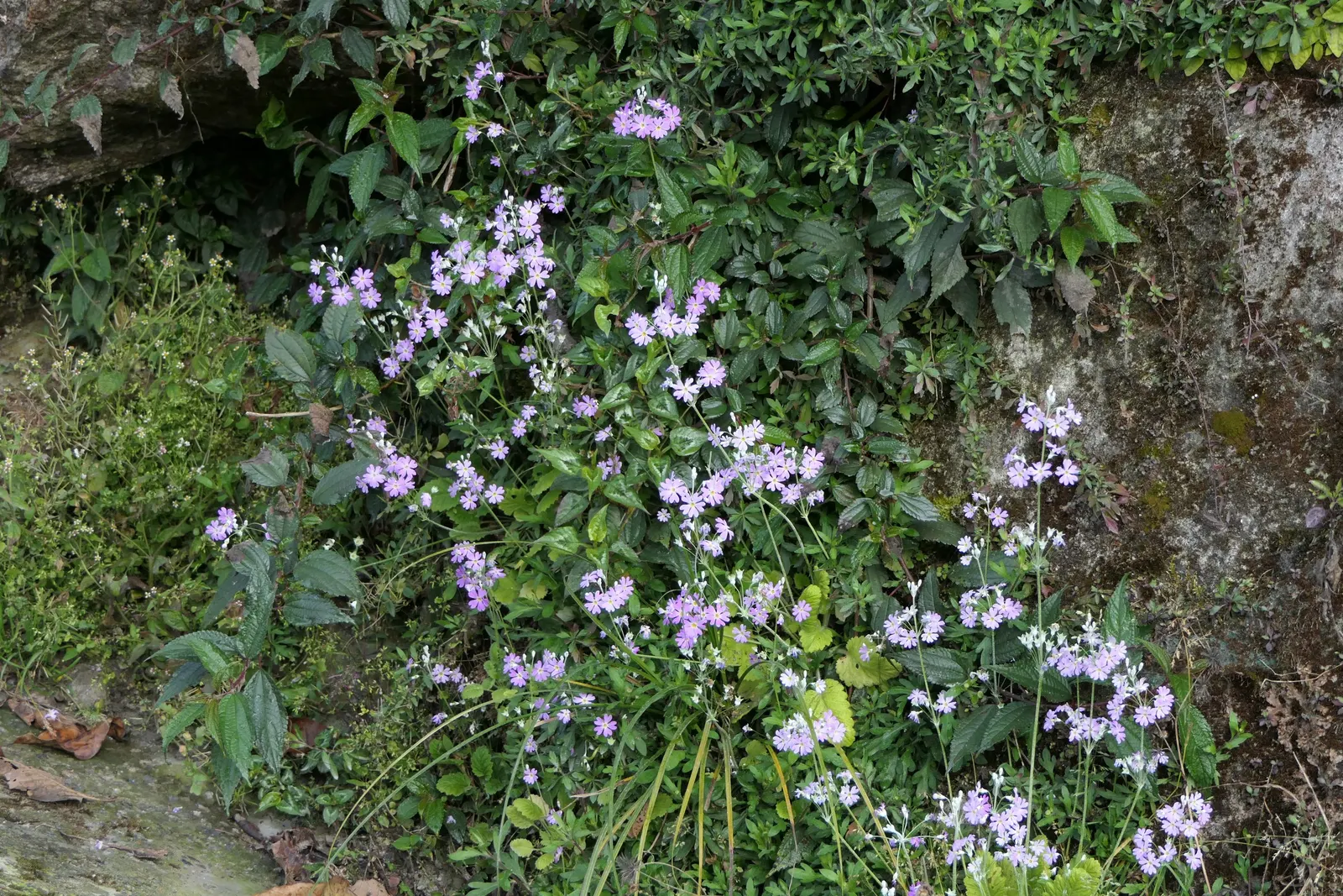 Fairy Or Baby Primrose (Primula Malacoides) — or lavender hues atop slender stems