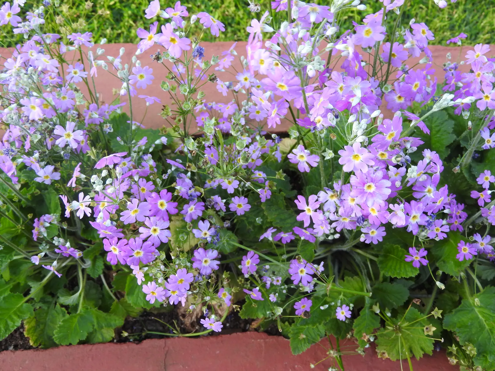 Fairy Or Baby Primrose (Primula Malacoides) — this plant is also suited for container gardening