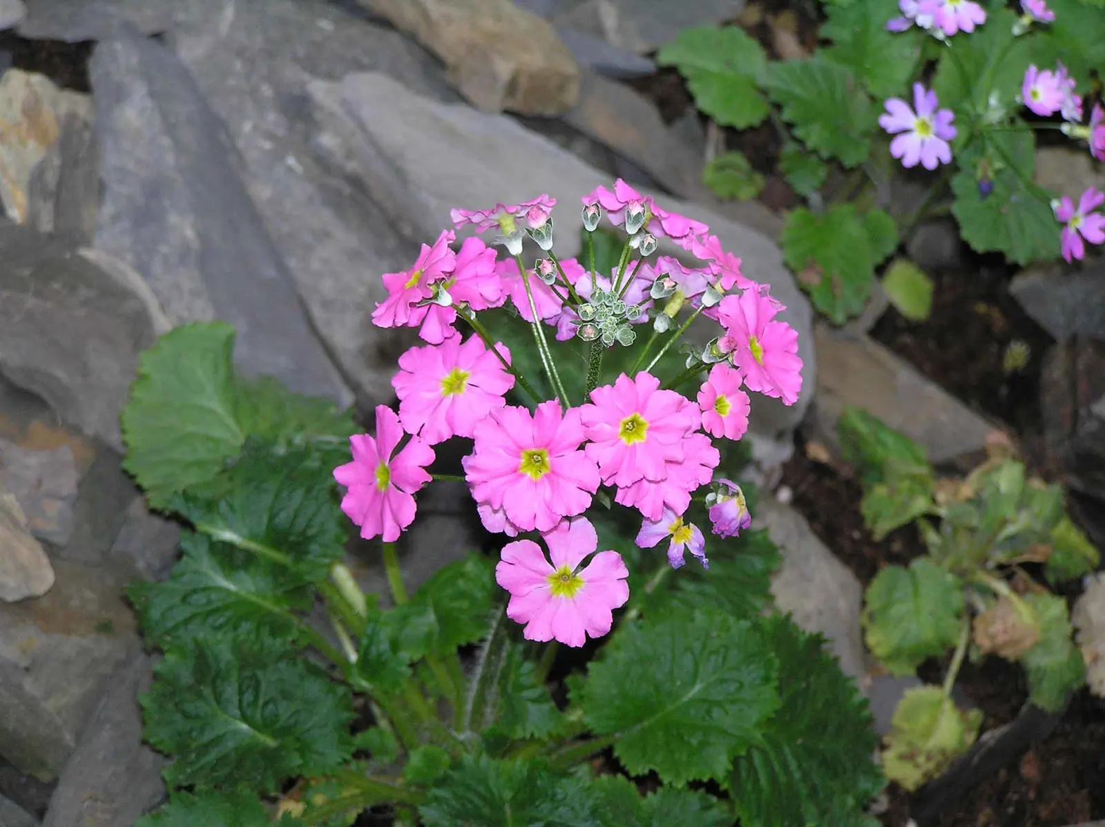 Fairy Or Baby Primrose (Primula Malacoides) — commonly known as Fairy Primrose or Baby Primrose; fairy Primrose prefers partial shade and consistently moist