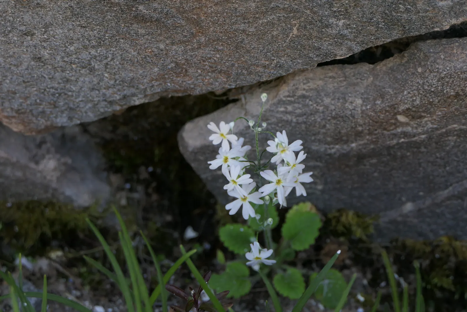 Fairy Or Baby Primrose (Primula Malacoides) — or as an understory plant in light woodland settings