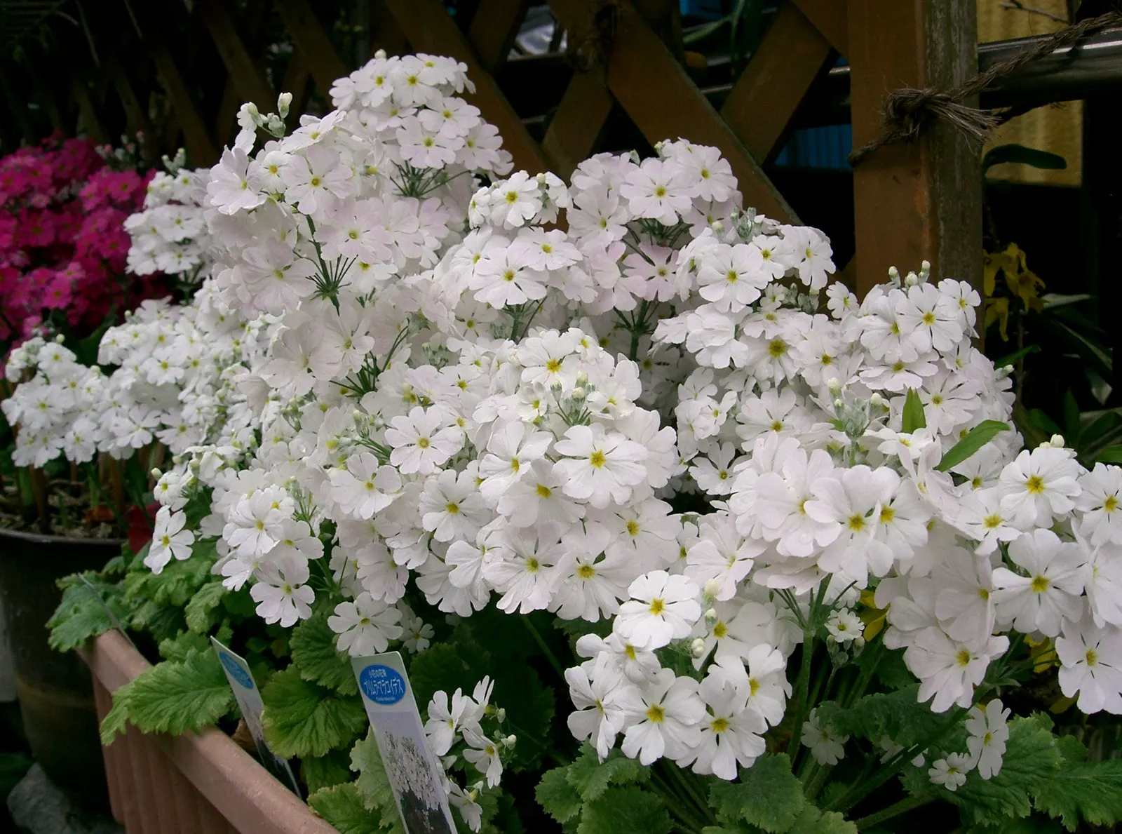 Fairy Or Baby Primrose (Primula Malacoides) — Due to its moderate size and agreeable growing requirements